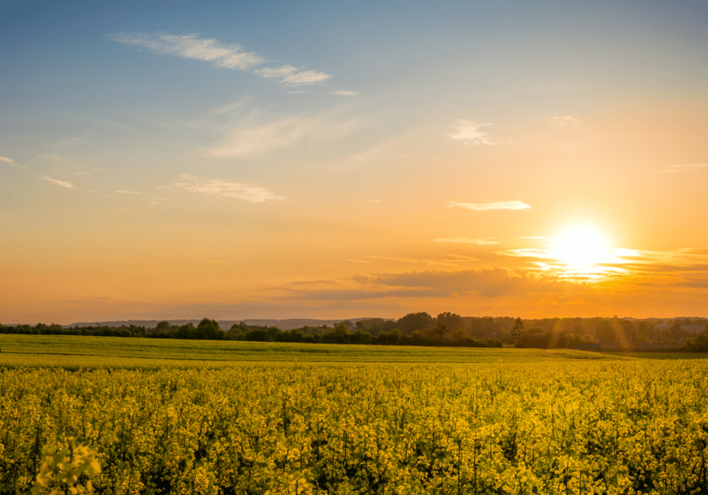 Sunset over a golden field