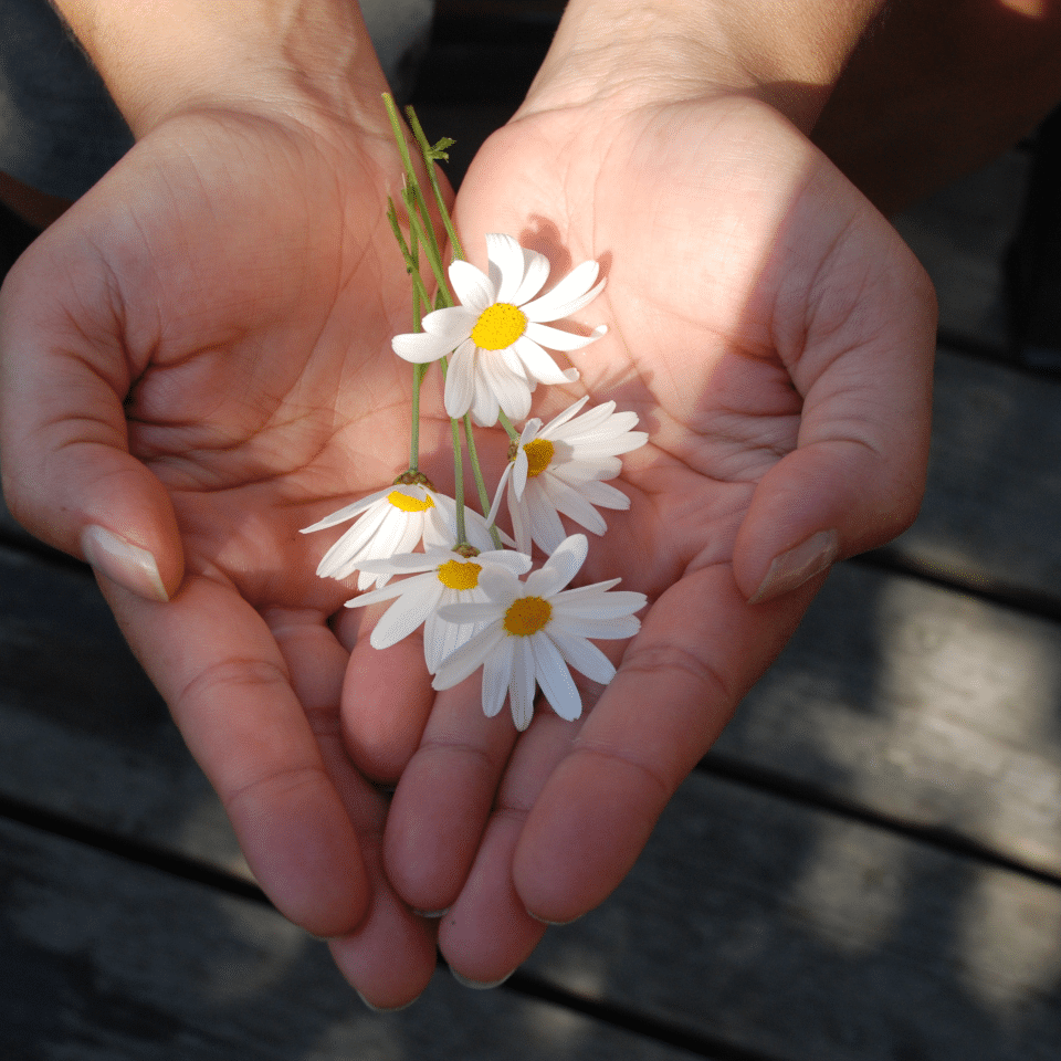Cupped hands holding small white daisies