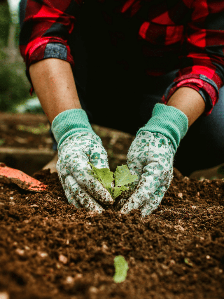 Gloved hands planting a seedling in rich soil