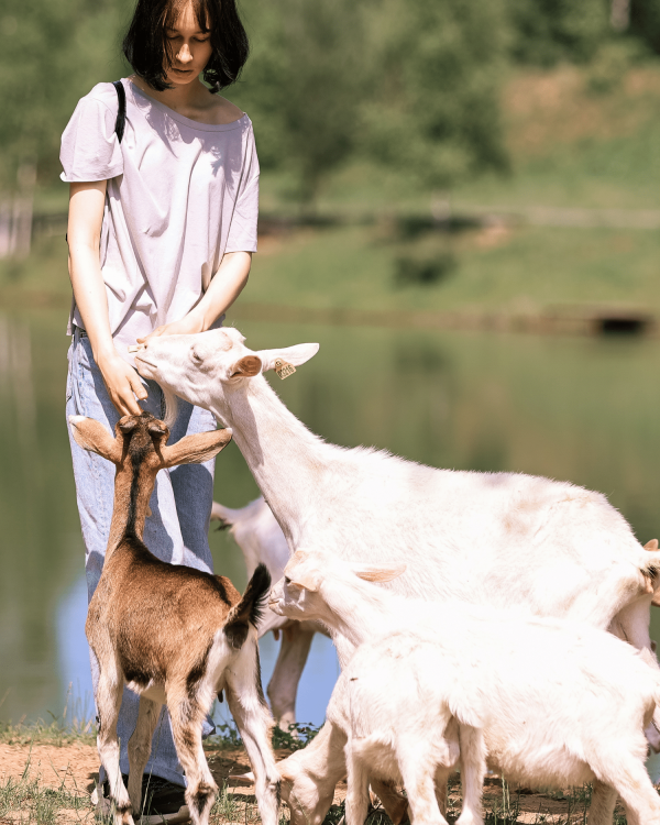 Woman feeding goats by a pond during animal therapy